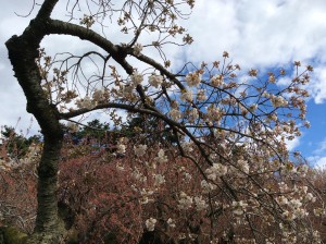 bbc cherry blossom 150 dpi 24